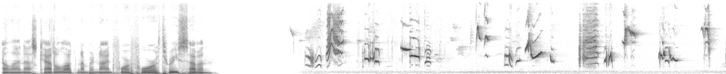 Miaulari grisa - ML94437