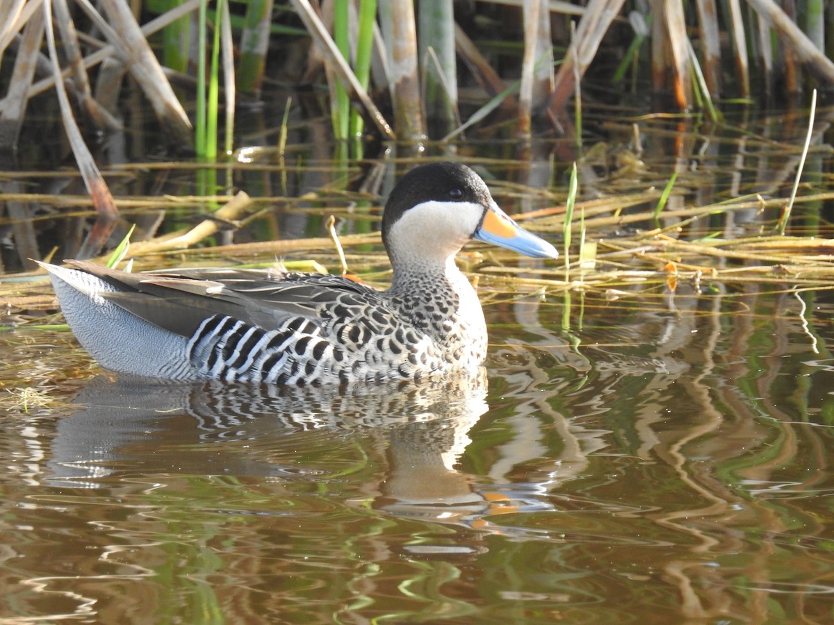 Silver Teal - ML94439081