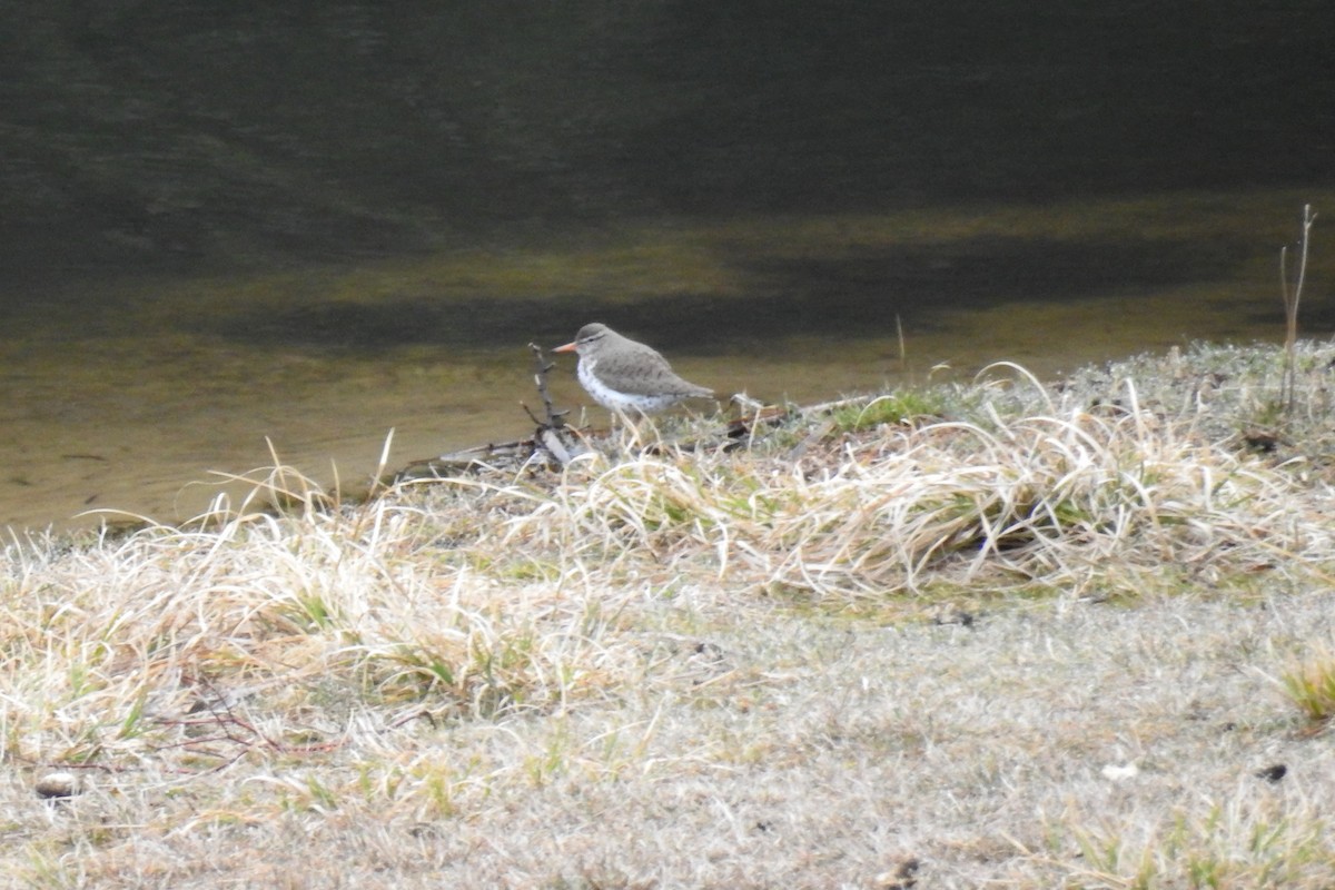 Spotted Sandpiper - ML94440081