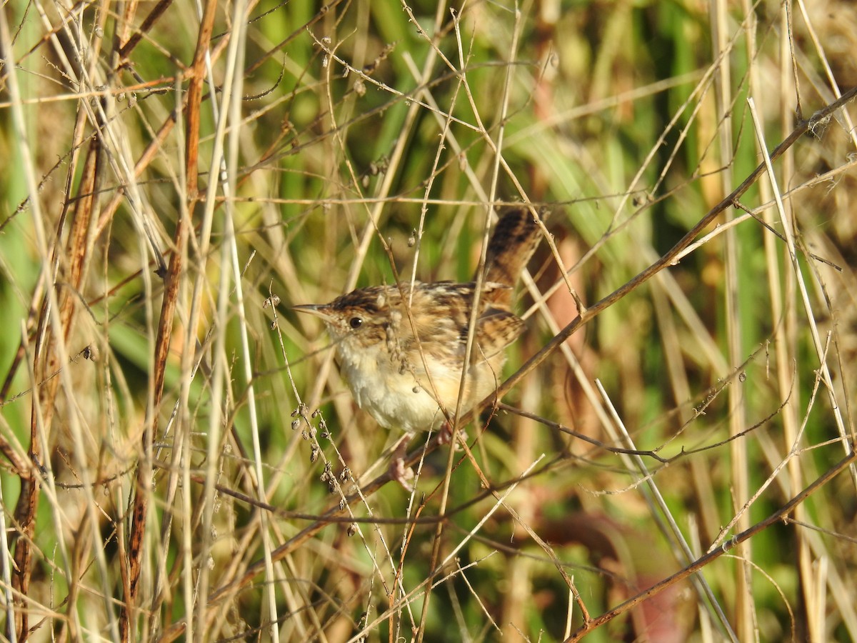 Grass Wren - ML94440231