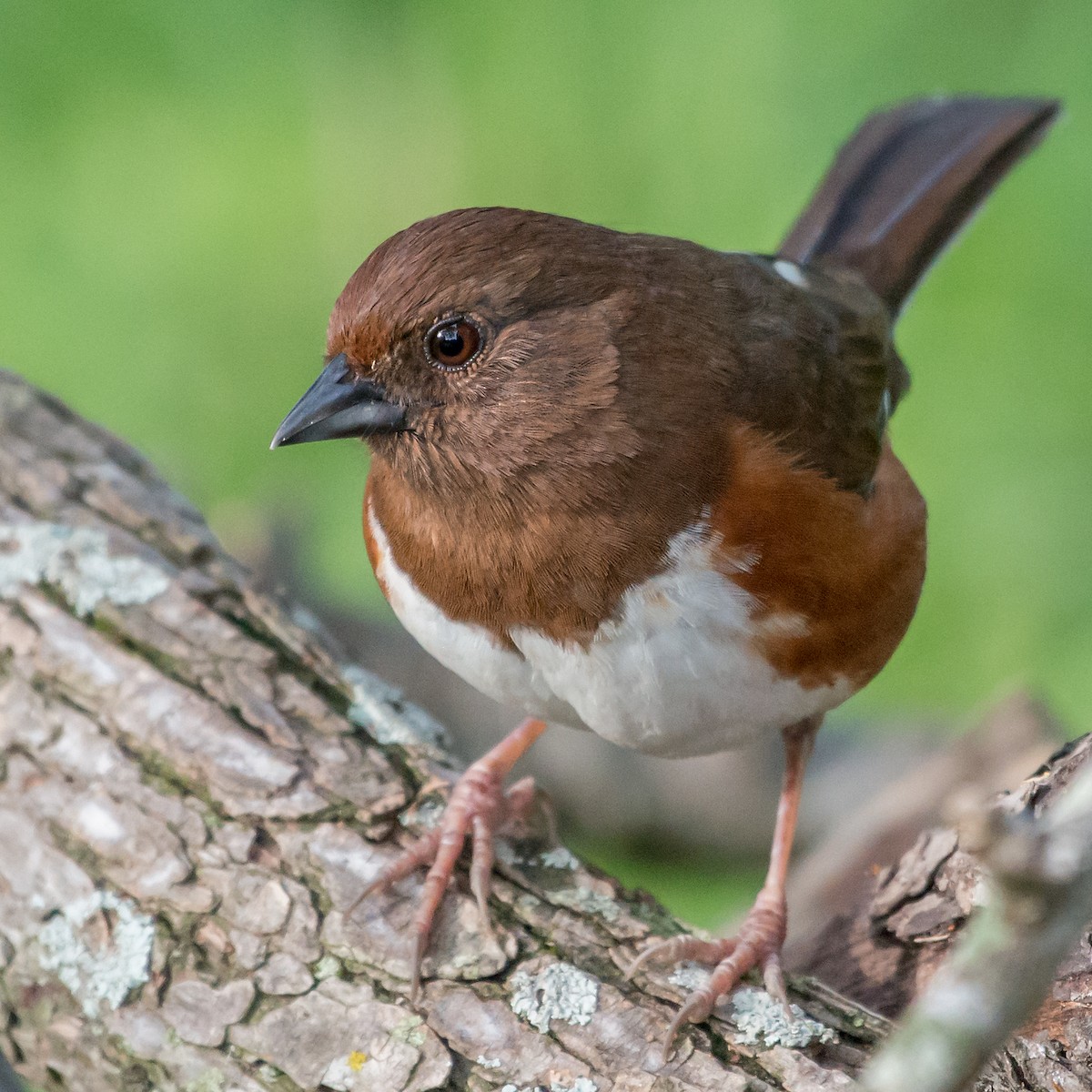Eastern Towhee - ML94440541