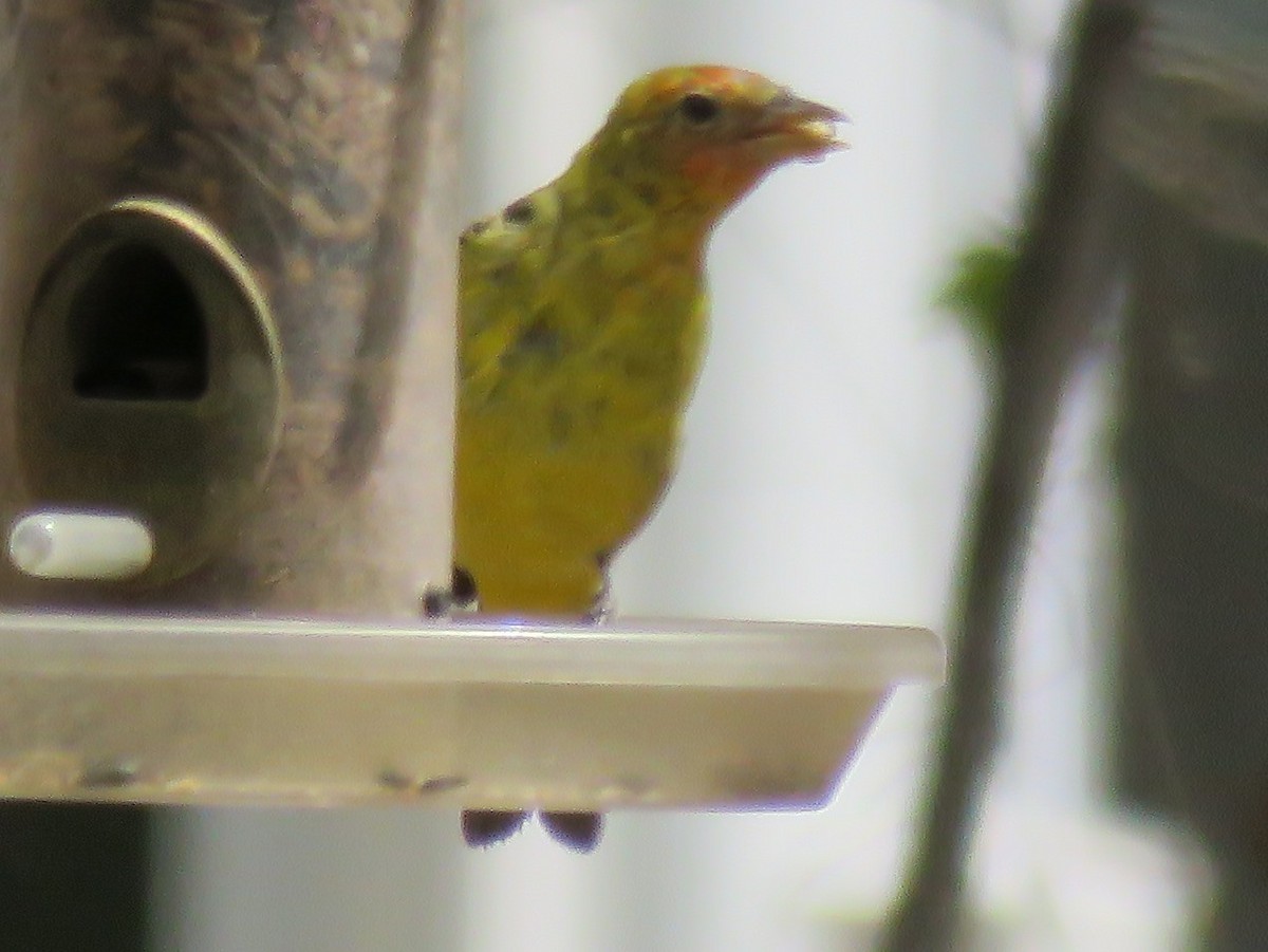 Western Tanager - ML94441071