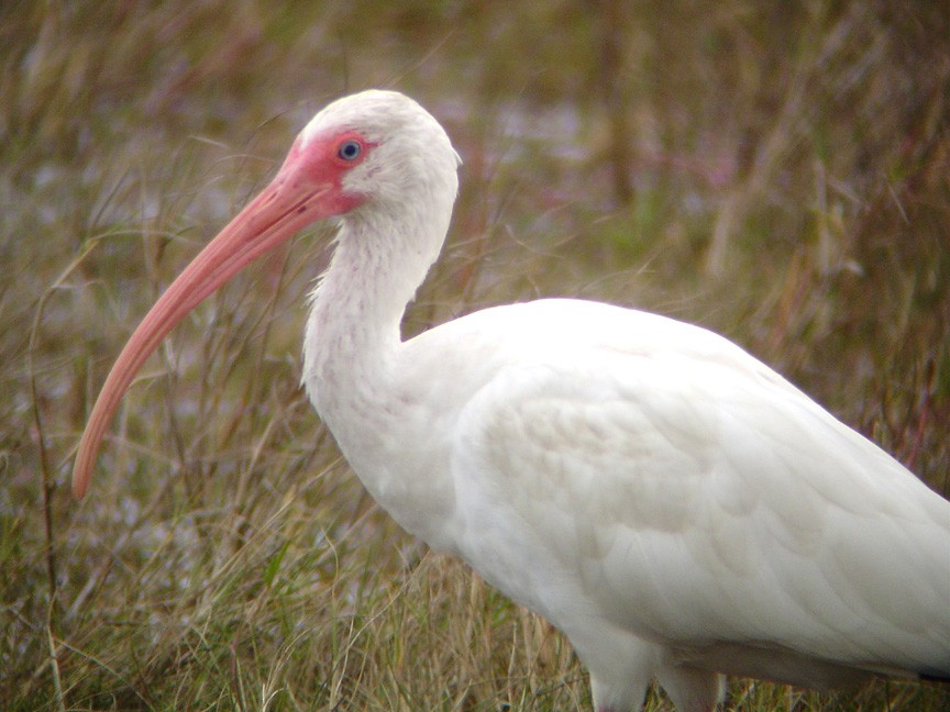ibis bílý - ML94444491