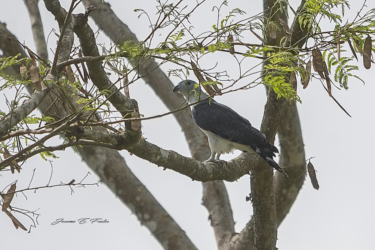 Gray-headed Kite - Jerome Foster