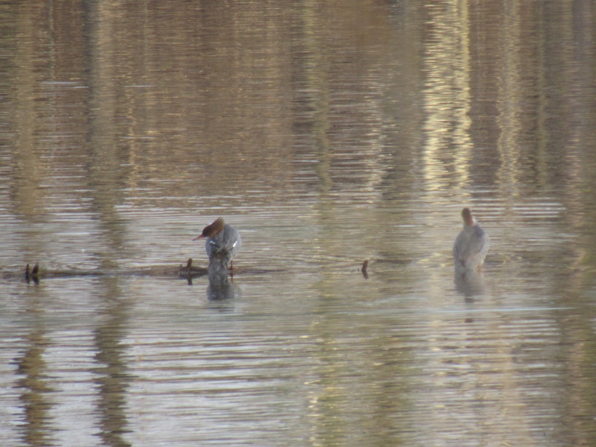Common Merganser - ML94445461