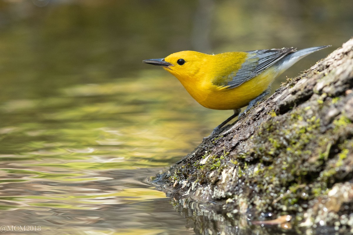 Prothonotary Warbler - Mary Catherine Miguez