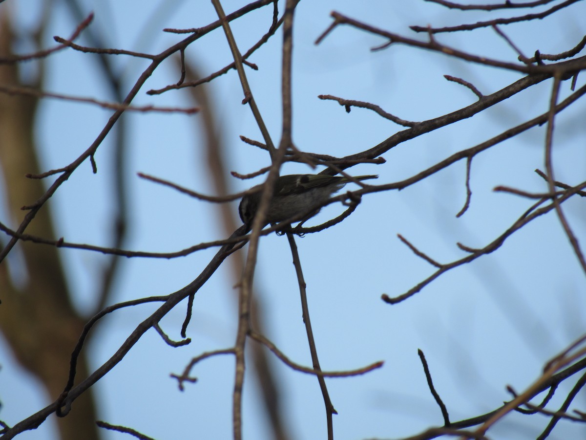 Golden-crowned Kinglet - ML94446061