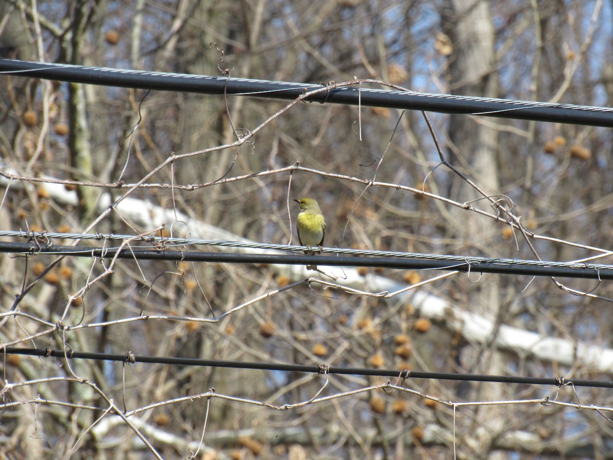 Pine Warbler - John Coyle