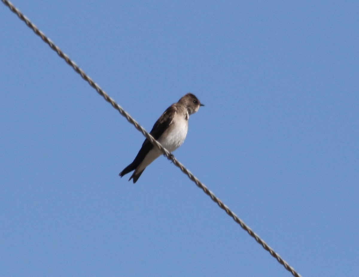 Northern Rough-winged Swallow - ML94447761