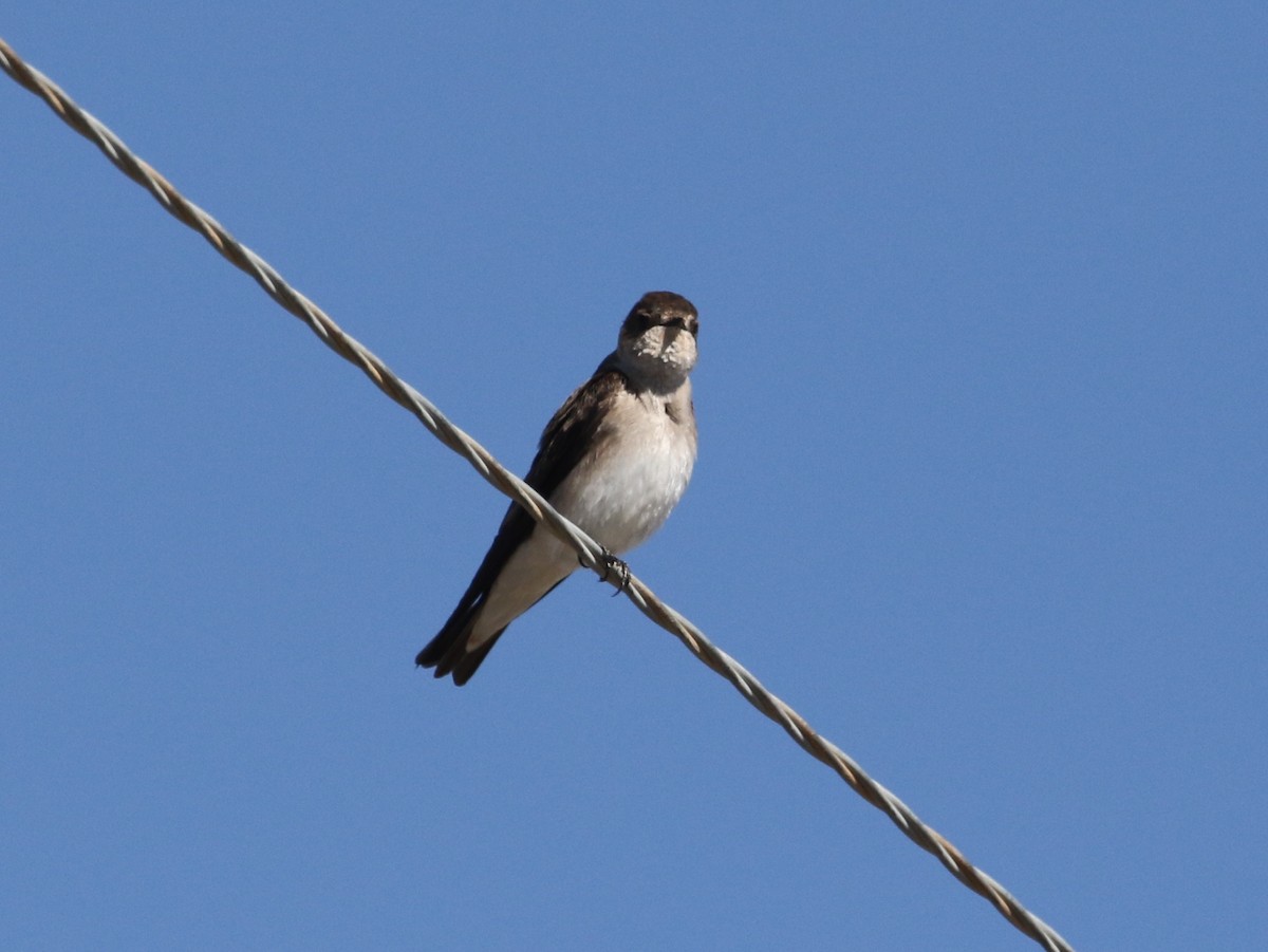 Northern Rough-winged Swallow - ML94447791