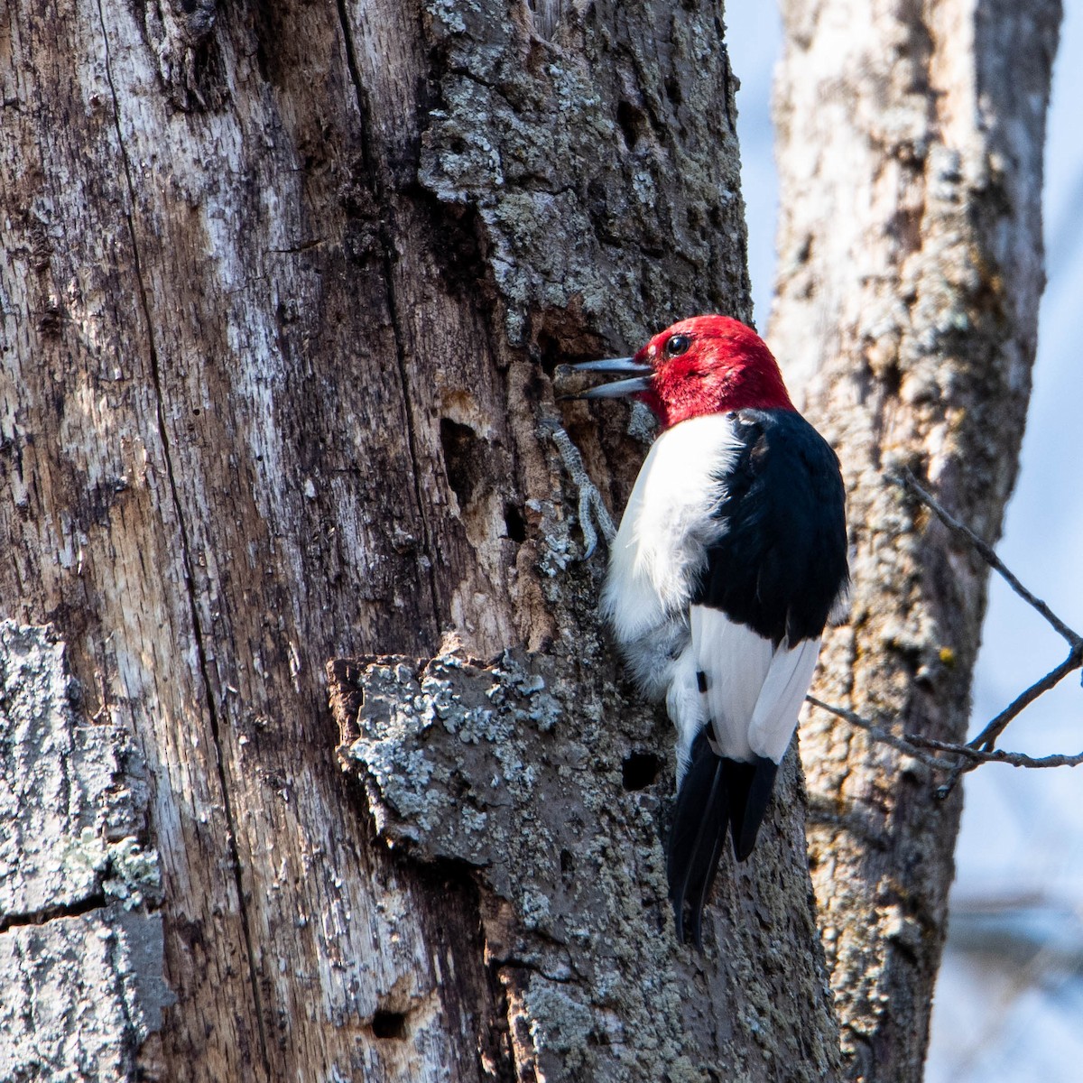 Red-headed Woodpecker - ML94448511