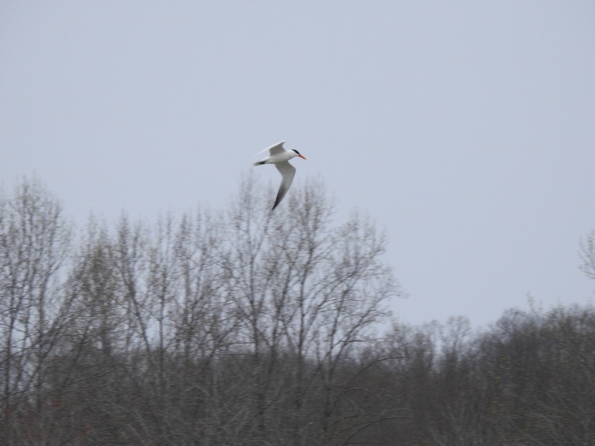 Caspian Tern - ML94449781