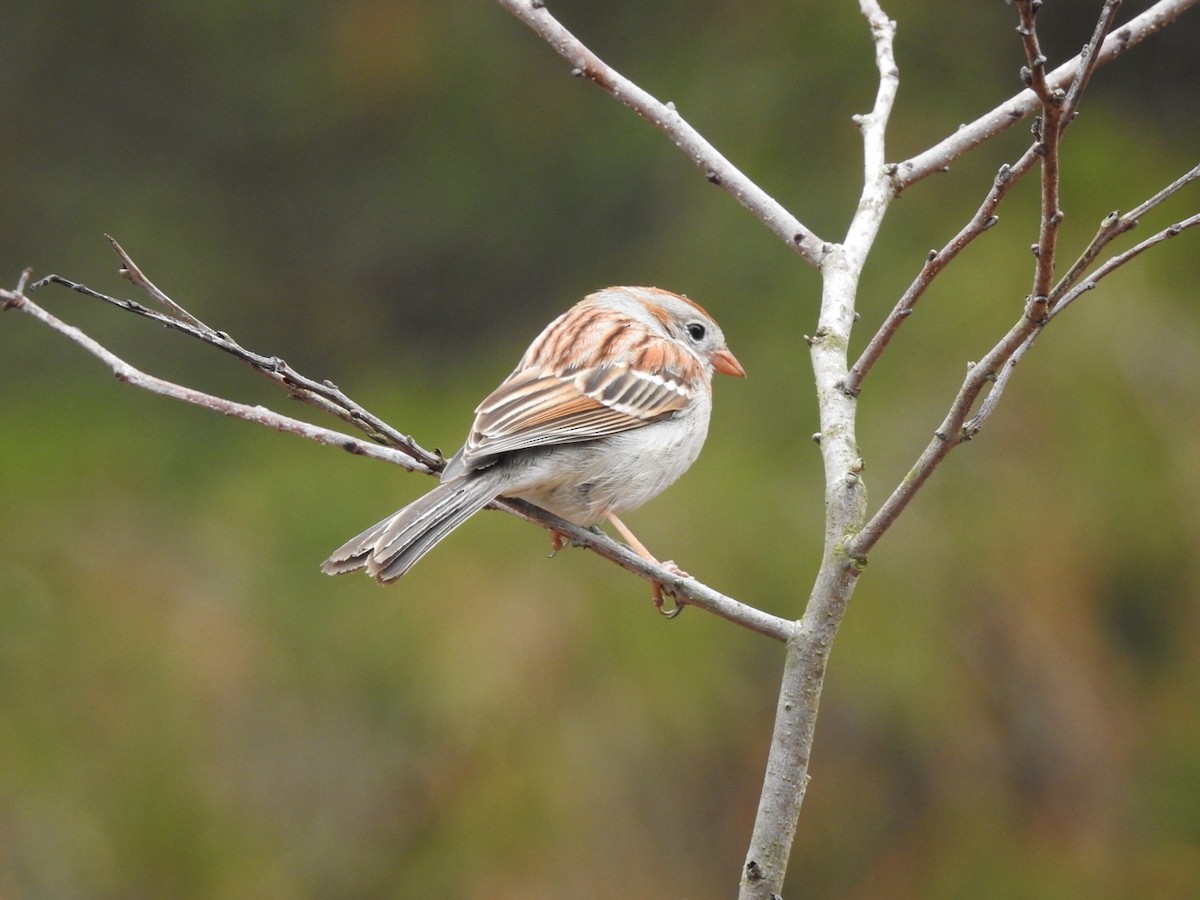 Field Sparrow - ML94449881