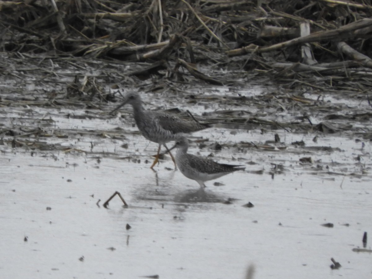 Lesser Yellowlegs - ML94453821