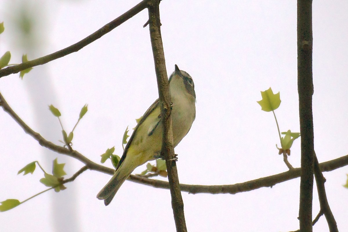Viréo à tête bleue - ML94454431