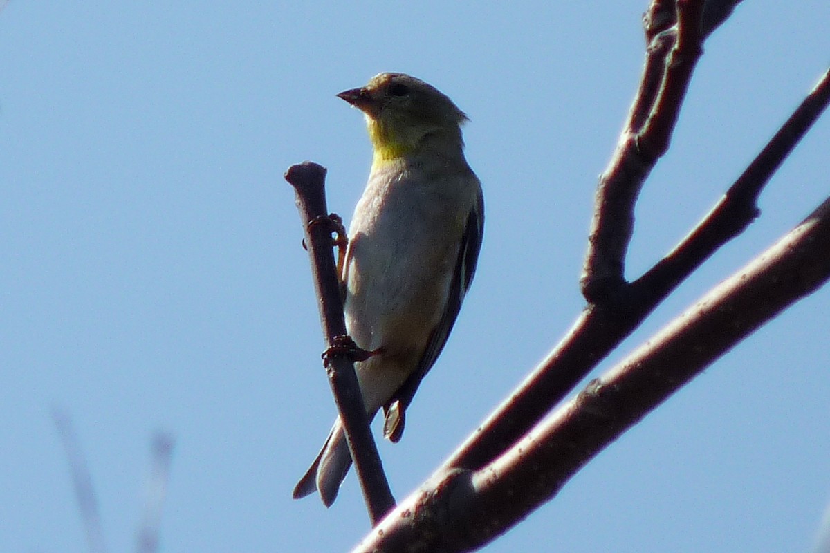 American Goldfinch - ML94455401