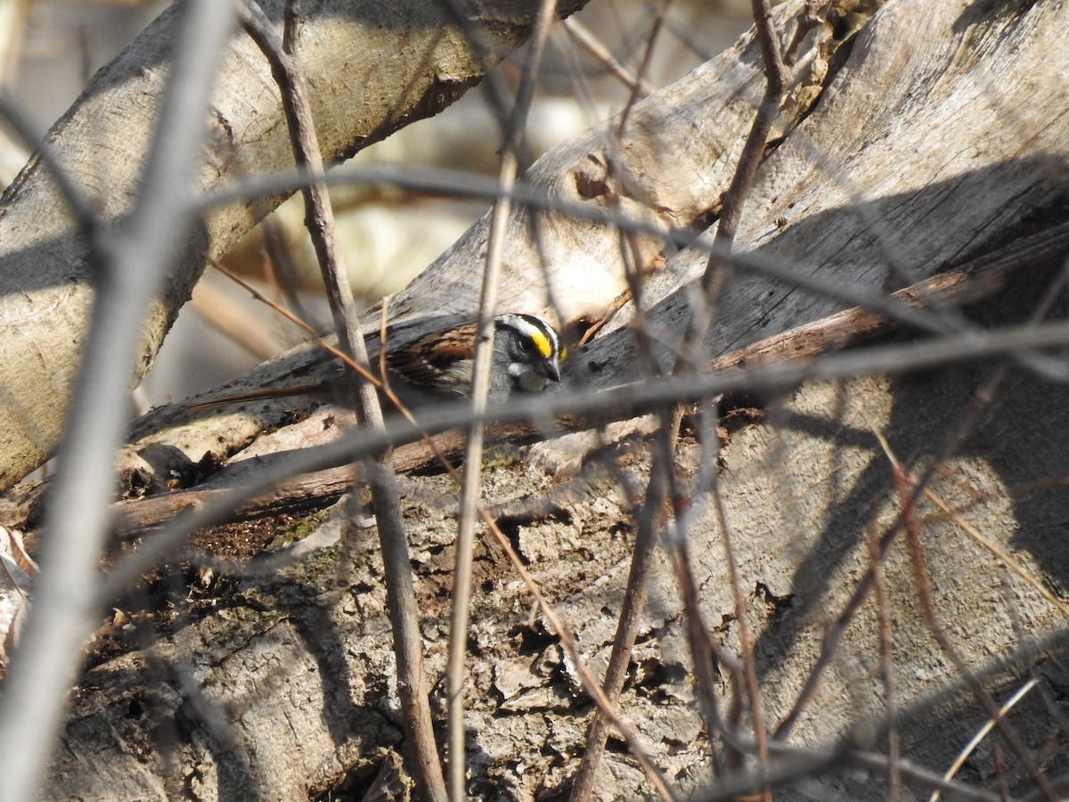 White-throated Sparrow - ML94455981