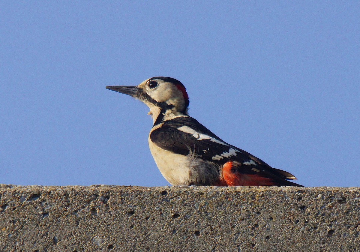 Syrian Woodpecker - ML94456141