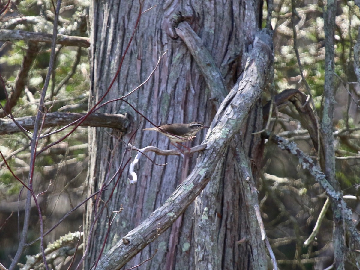 Louisiana Waterthrush - Rod MacKenzie