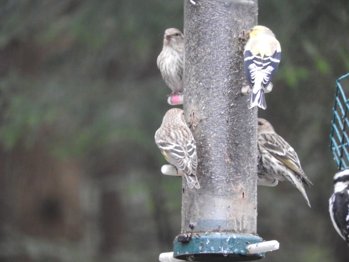 Pine Siskin - ML94457971