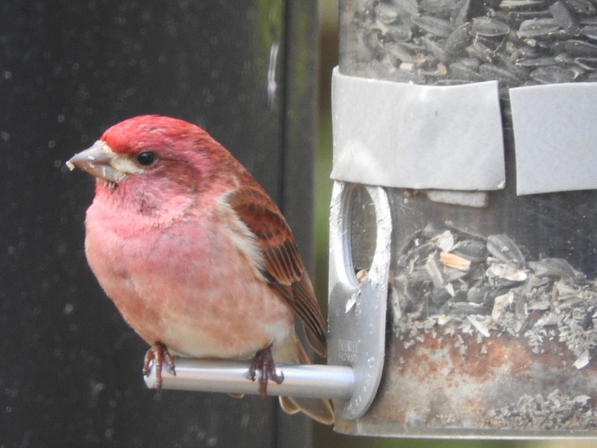 Purple Finch - ML94458321