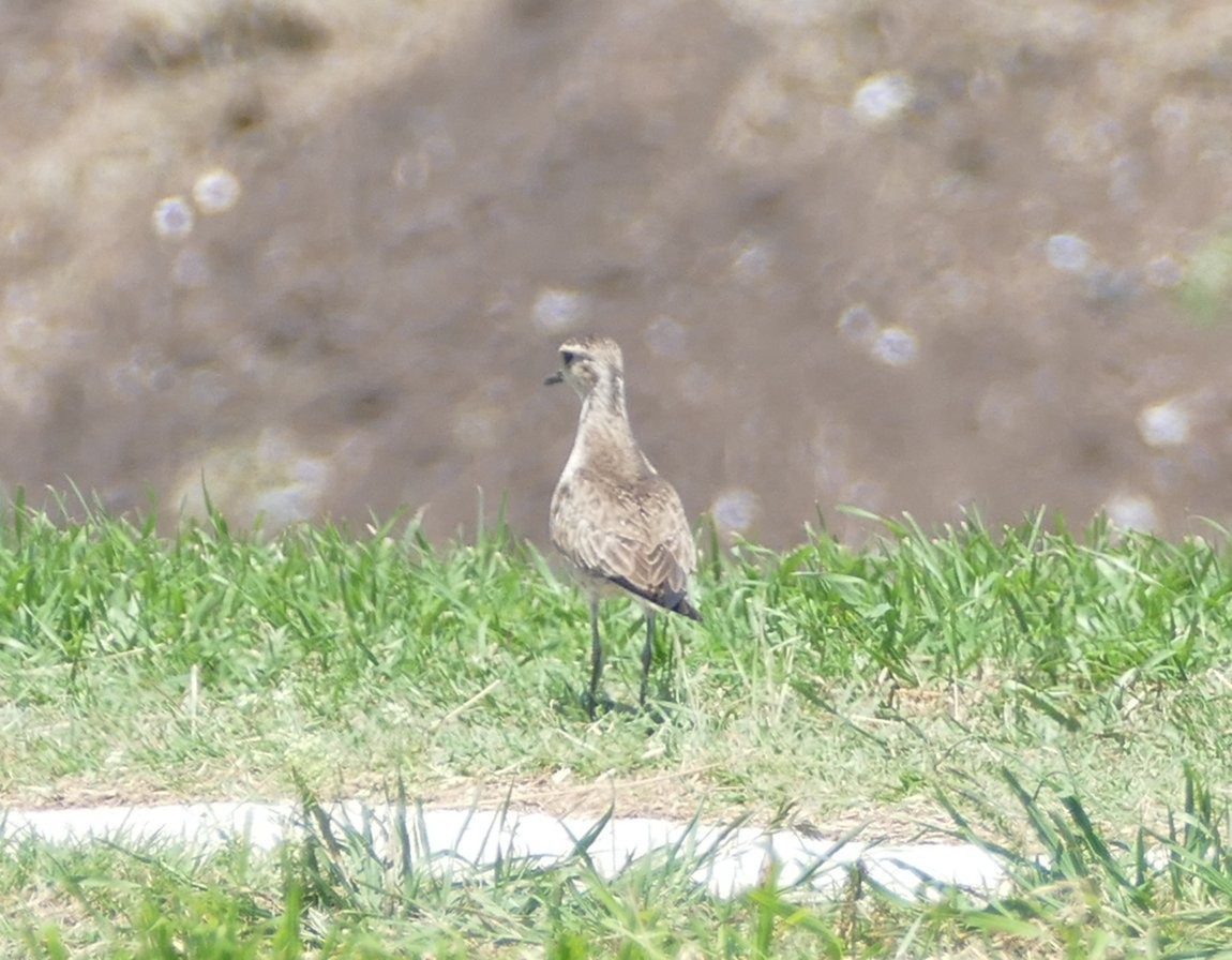 American Golden-Plover - Matthew Colbert