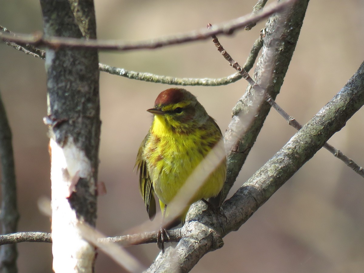 Palm Warbler - ML94459391