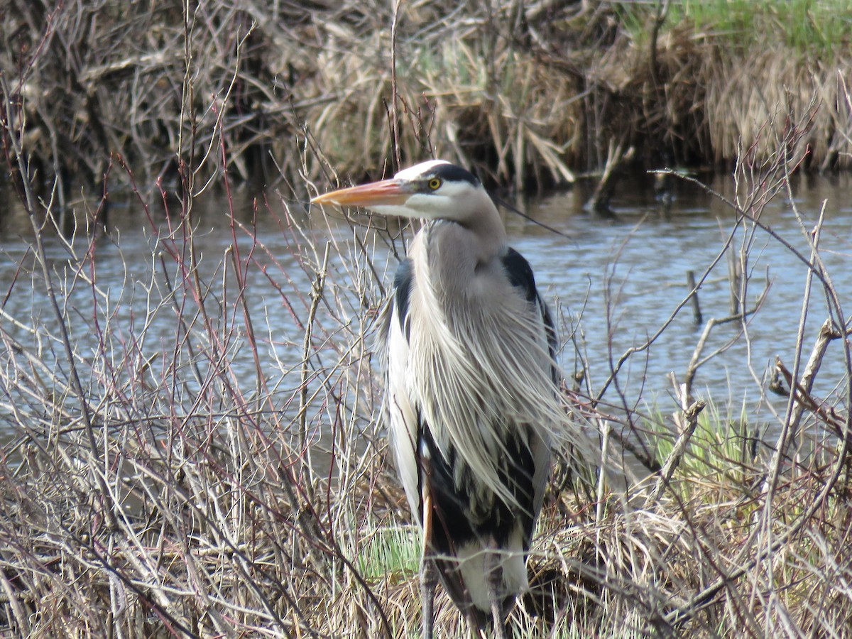 Great Blue Heron - Kathy Hudson