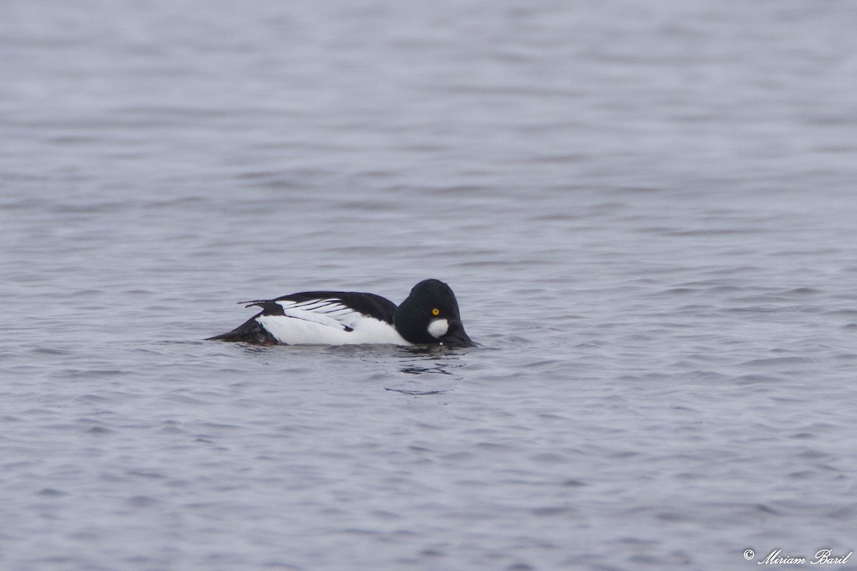 Common Goldeneye - ML94461431