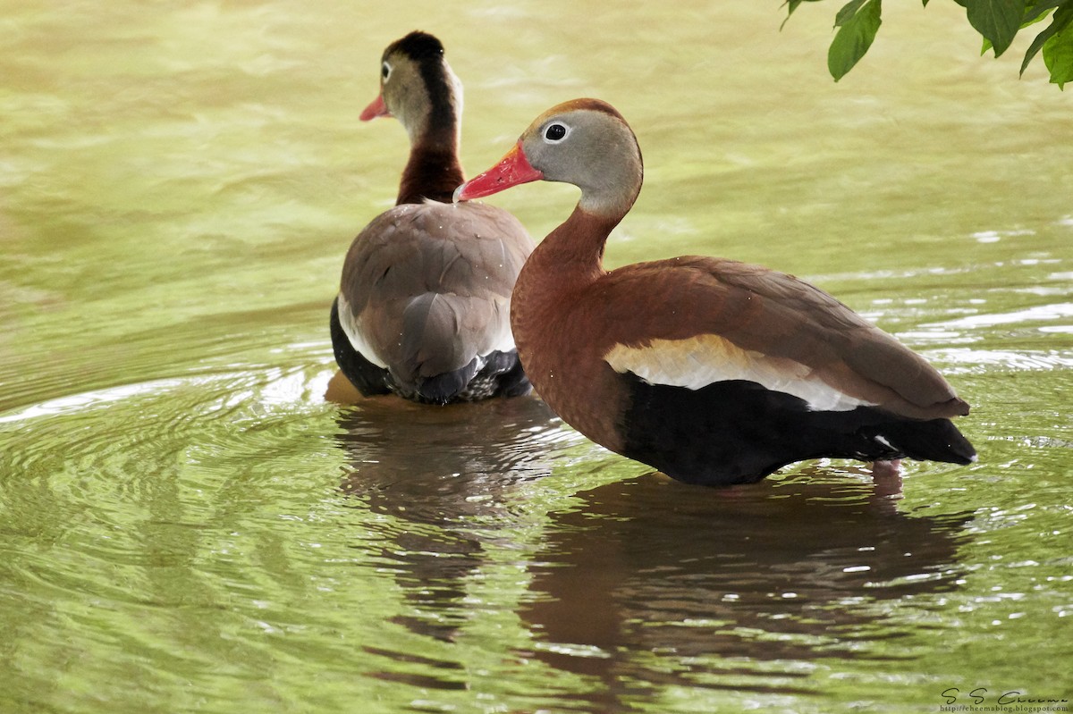 Dendrocygne à ventre noir - ML94461491