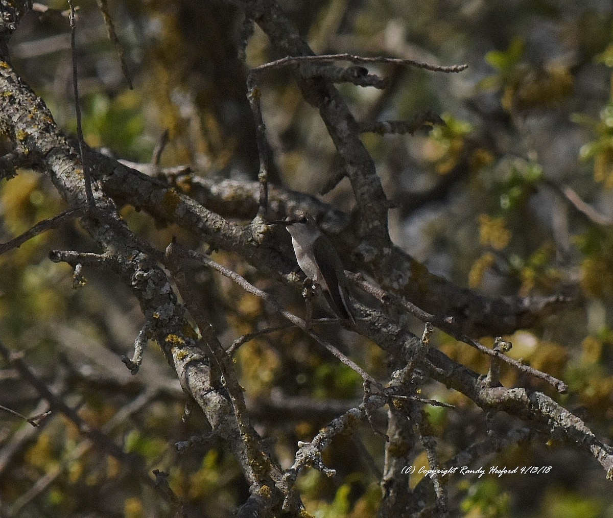 Black-chinned Hummingbird - Randy Hesford