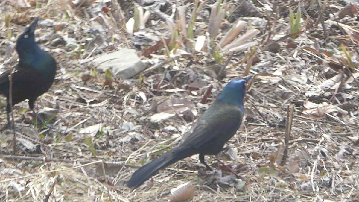 Common Grackle - ML94464681