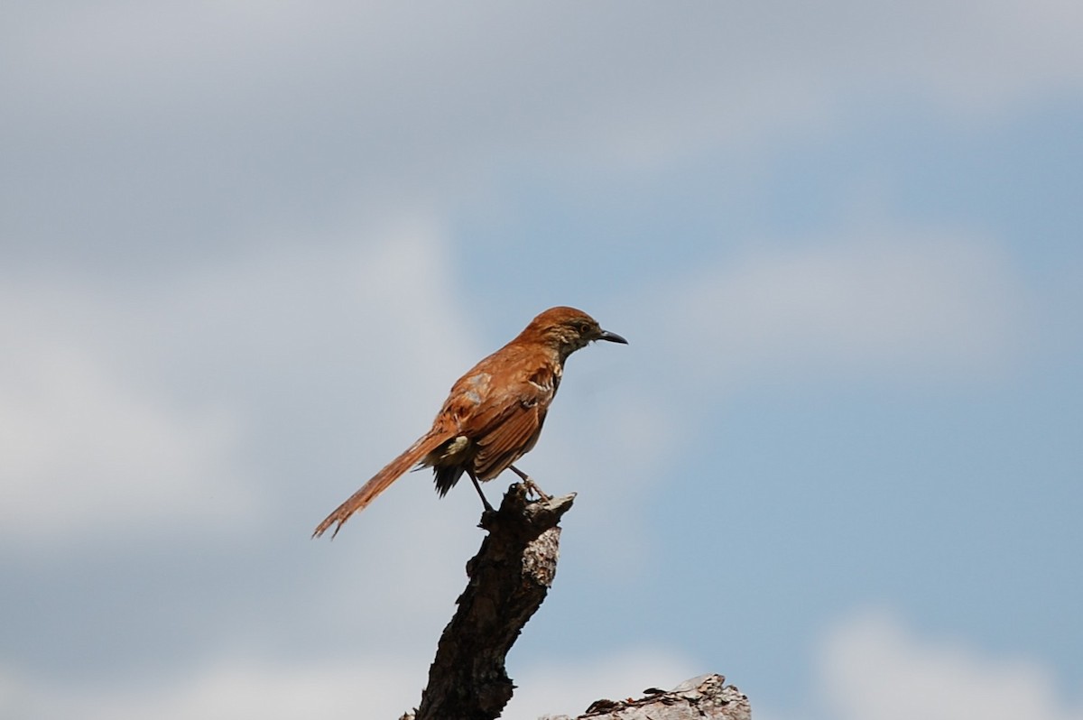 Brown Thrasher - Sue Murphy