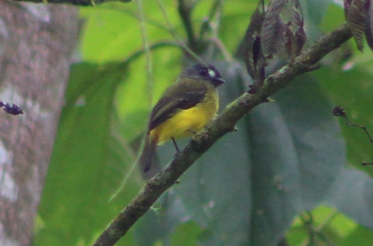 Ornate Flycatcher - ML94466541