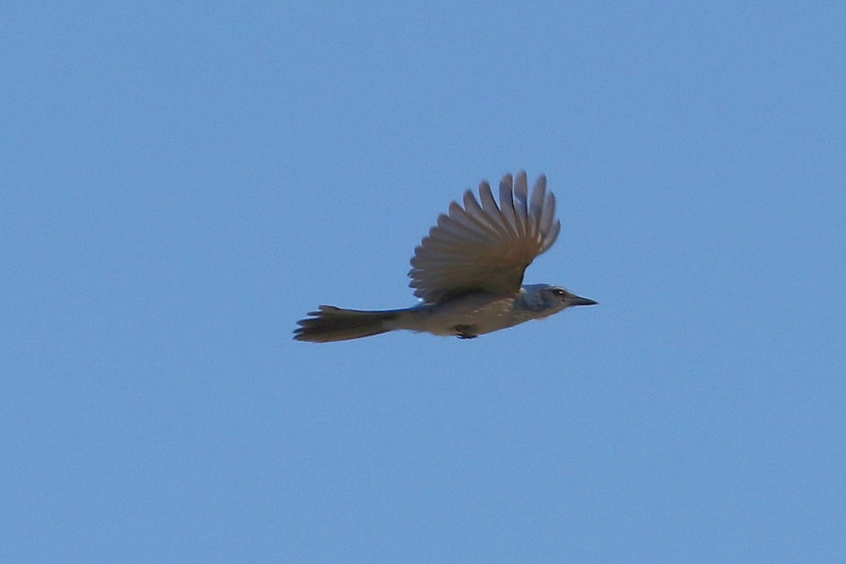Woodhouse's Scrub-Jay - ML94466741