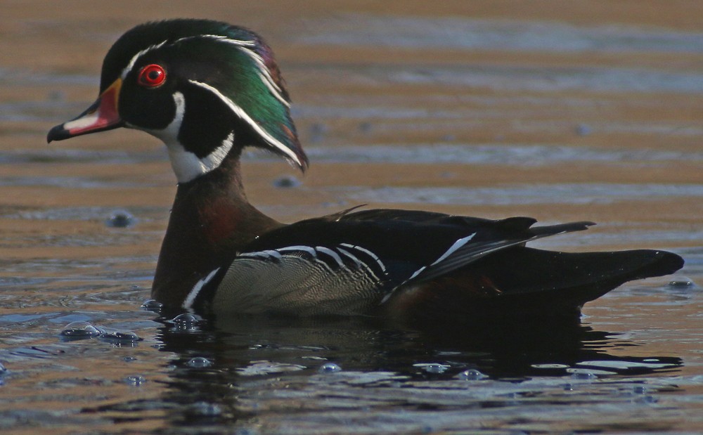 Wood Duck - ML94467391