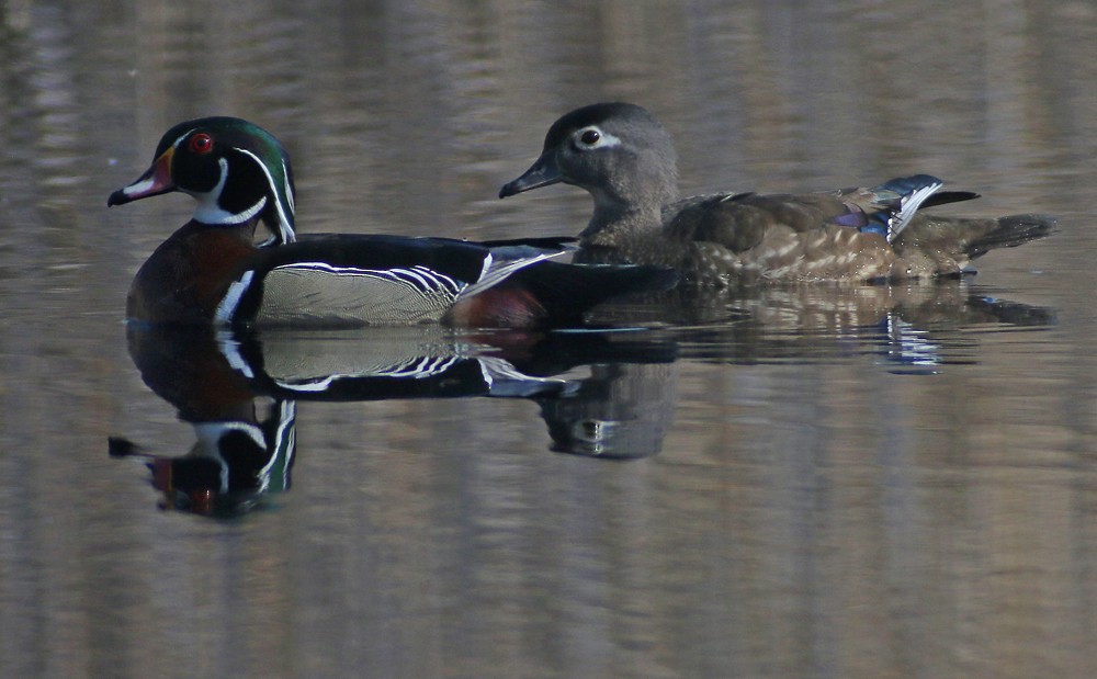 Wood Duck - ML94467401
