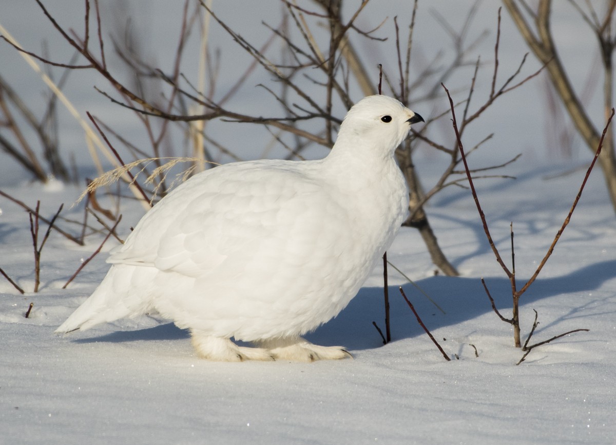 Willow Ptarmigan - ML94470011