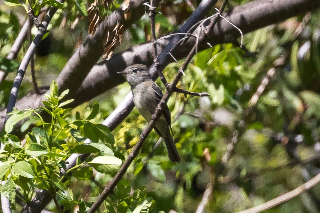 Hammond's Flycatcher - ML94470961