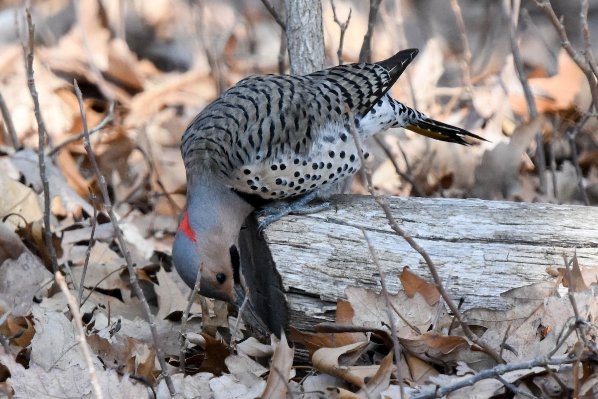 Northern Flicker - ML94471081