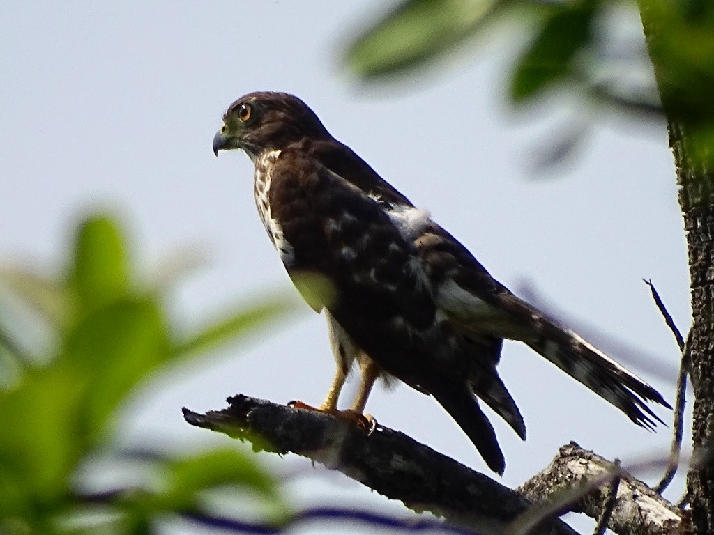 Double-toothed Kite - ML94473251