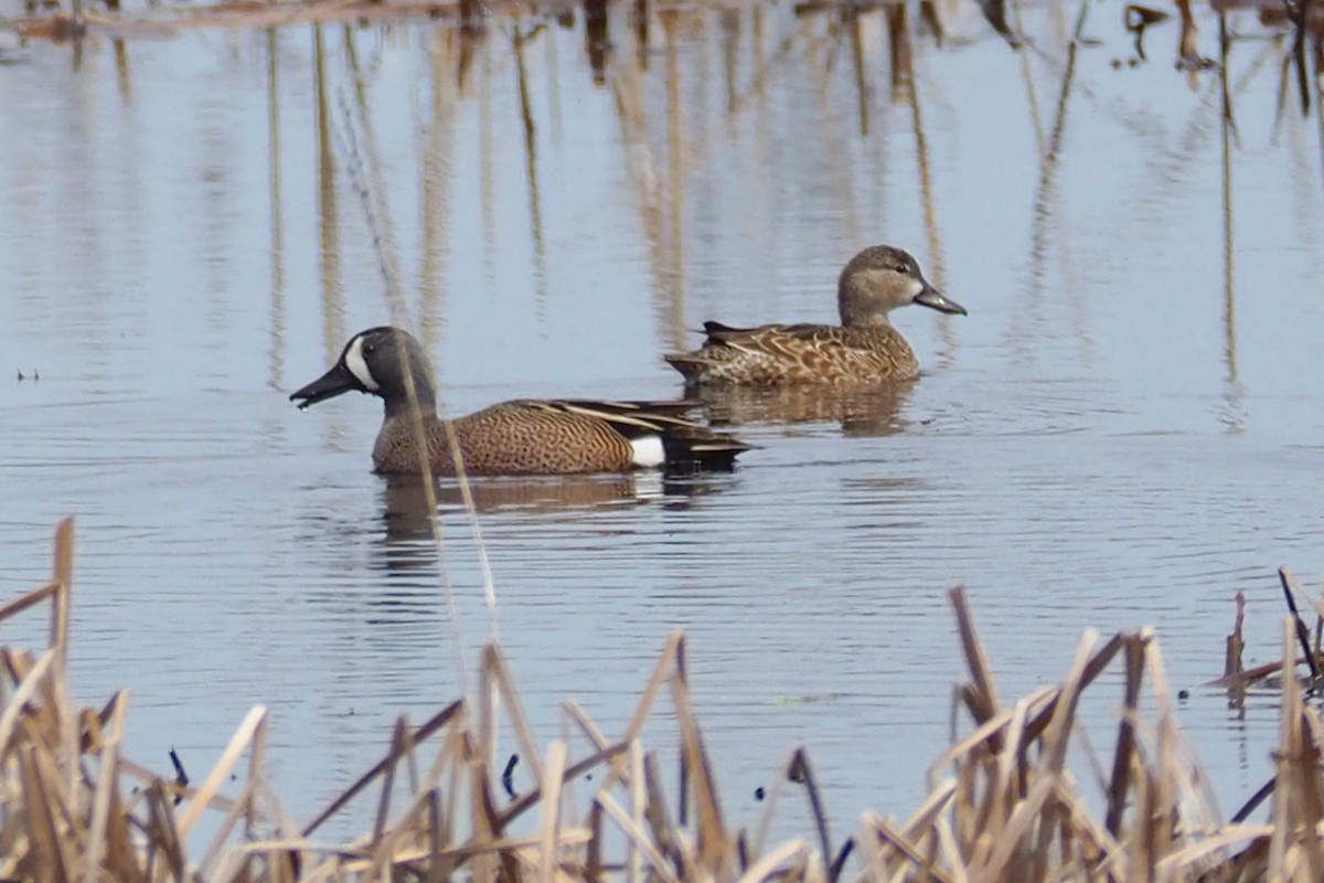 Blue-winged Teal - ML94474611