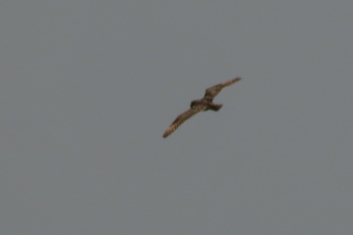 Short-eared Owl - ML94474721