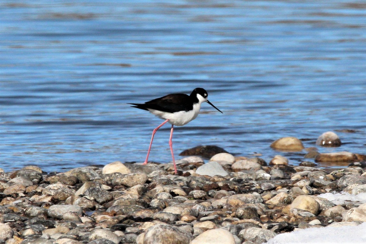 Black-necked Stilt - ML94475471