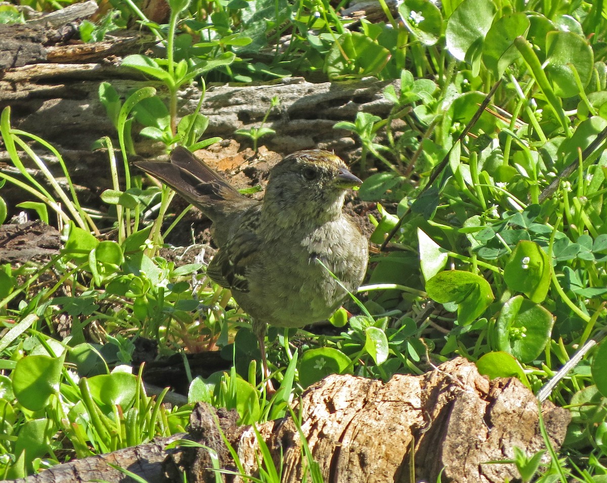 Golden-crowned Sparrow - ML94477361