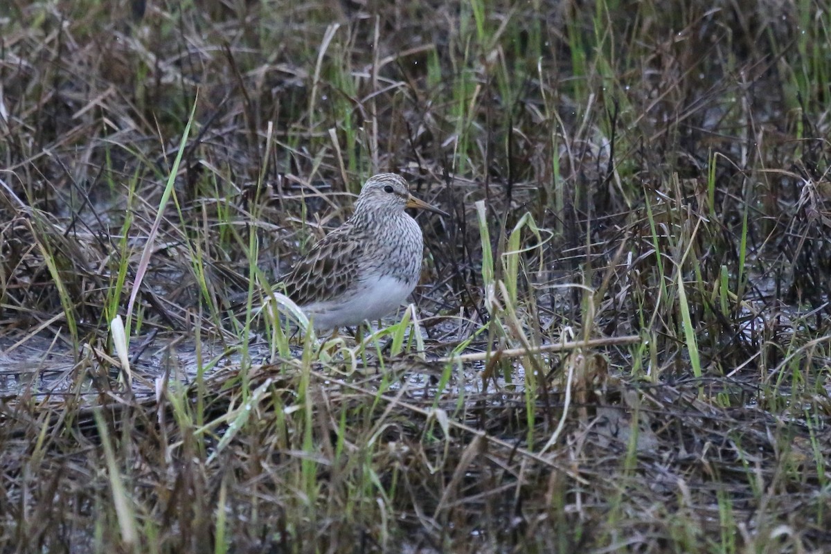 Pectoral Sandpiper - Ron Sempier