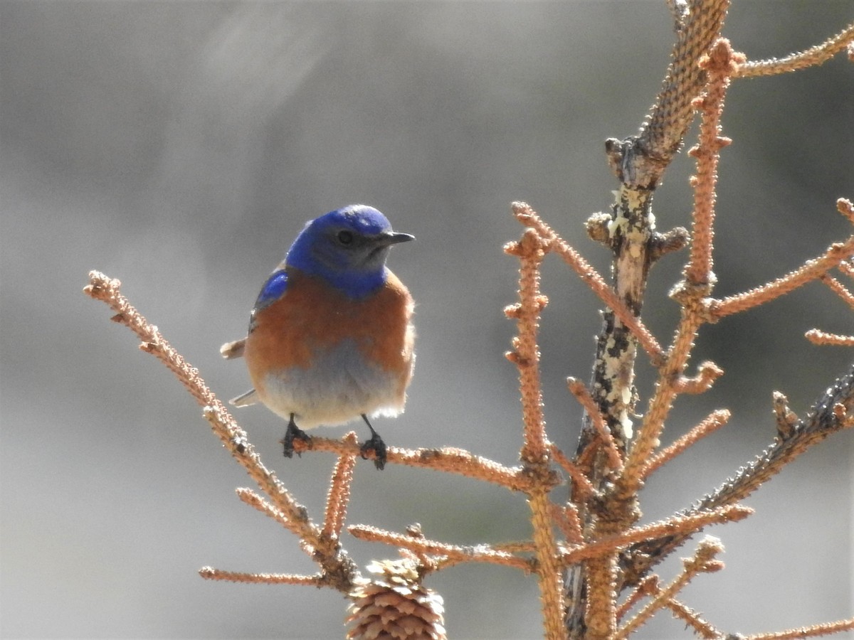 Western Bluebird - ML94478951