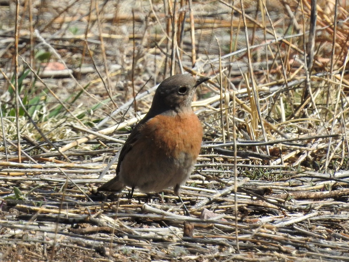 Western Bluebird - ML94478971