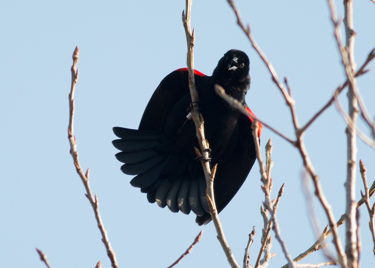 Red-winged Blackbird - ML94479331