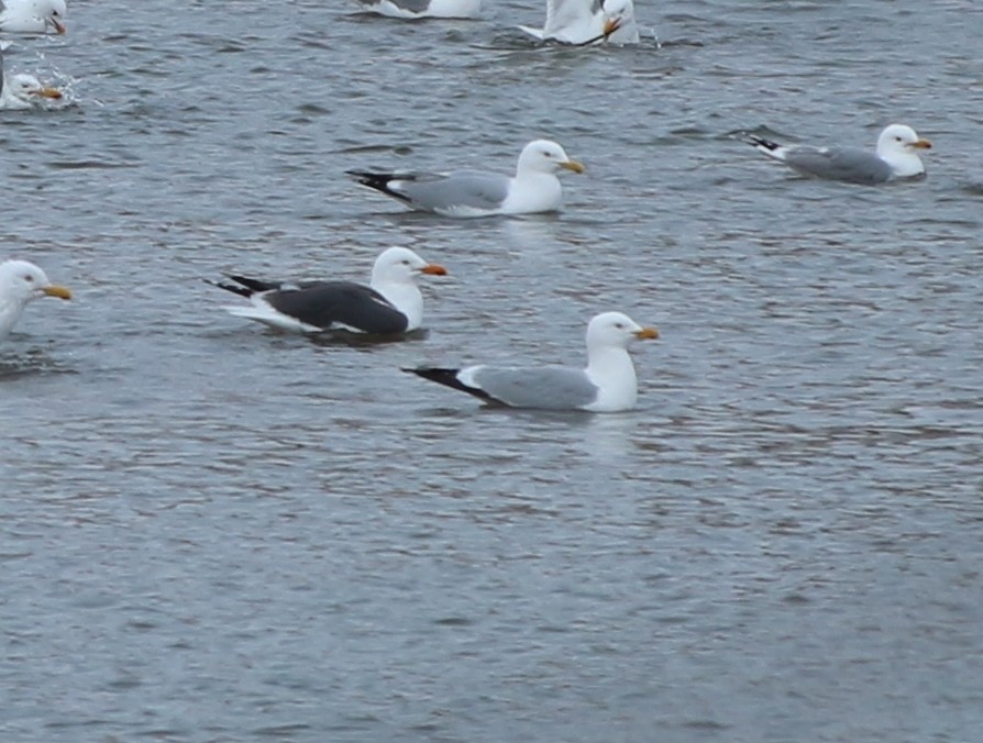 Lesser Black-backed Gull - ML94484791